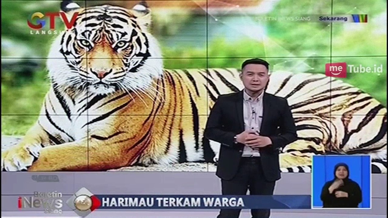Harimau Berkeliaran di Areal Perkebunan Buat Warga Resah