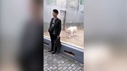 El ataque del tigre blanco a un turista provocador
