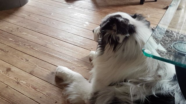 Dog Fetches the Kleenex