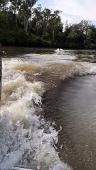 Flying Bull Shark Nearly Hits Barefoot Skier