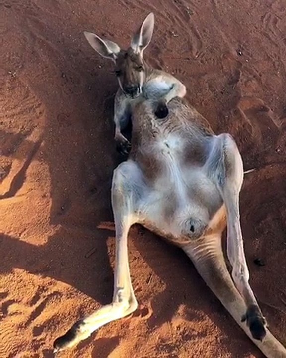 Chilling Kangaroo