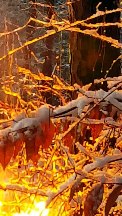 Power-Lines Send Fire Through a Tree