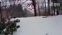 看到雪..二哈已經控制不住自己了! | 皇璽會娛樂城 www.9453club.com