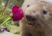 Symbio Zoo Animals Celebrate Valentine's Day