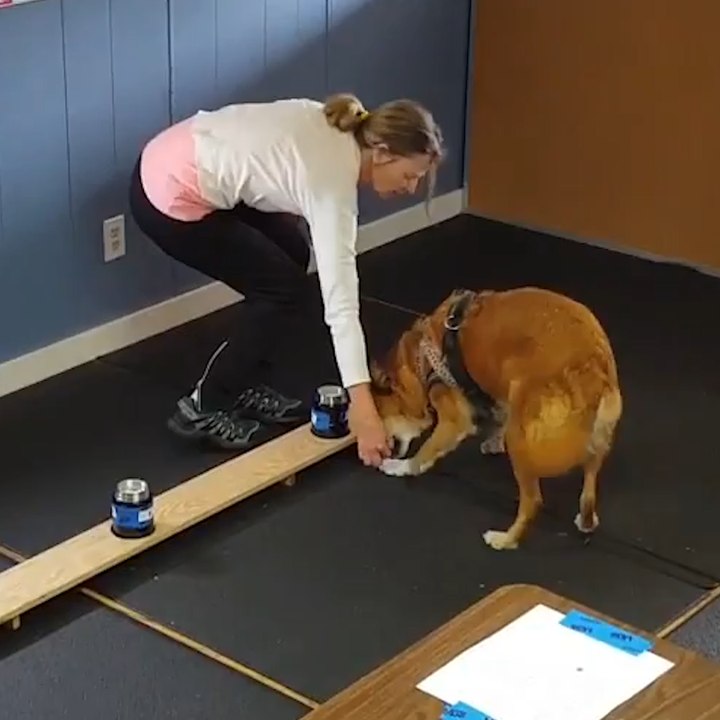Dogs Trained To Detect The Smell Of Parkinson’s By Sniffing T-Shirts