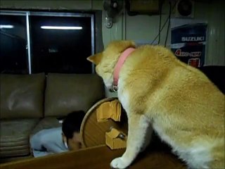 Perro no quiere besos de su amo
