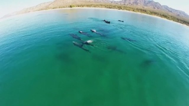 Mueren 20 delfines al quedar varados en una playa de México