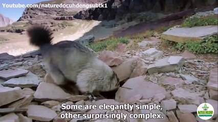 Animal Planet (Animals That Are Awesome Architects)  -  Planet`s first builders - Puffin birds