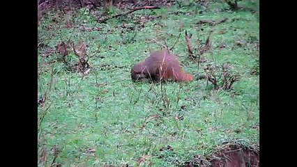 Bandipur National Park - Nilgiri Biosphere Reserve