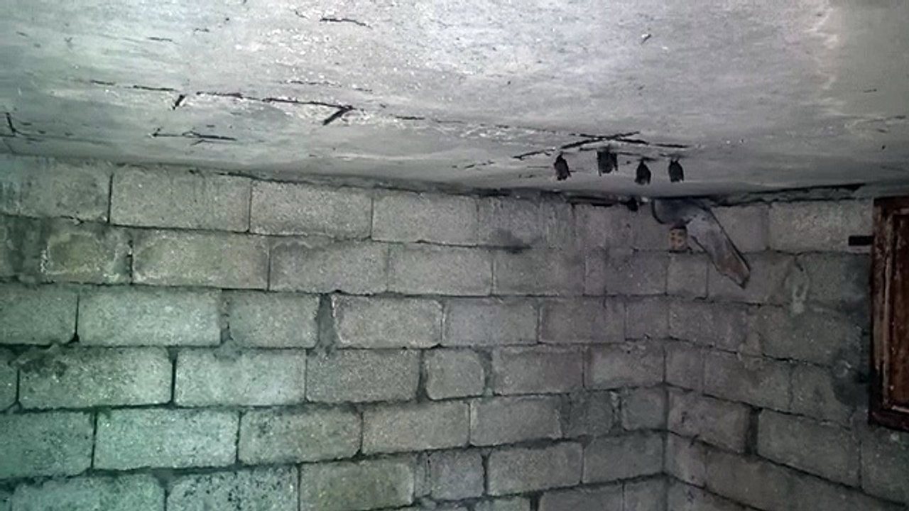 BATS IN HOME!!!