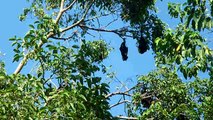 Bats! hanging on Tree