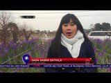 Ladang Lavender Ala Prancis - NET 10