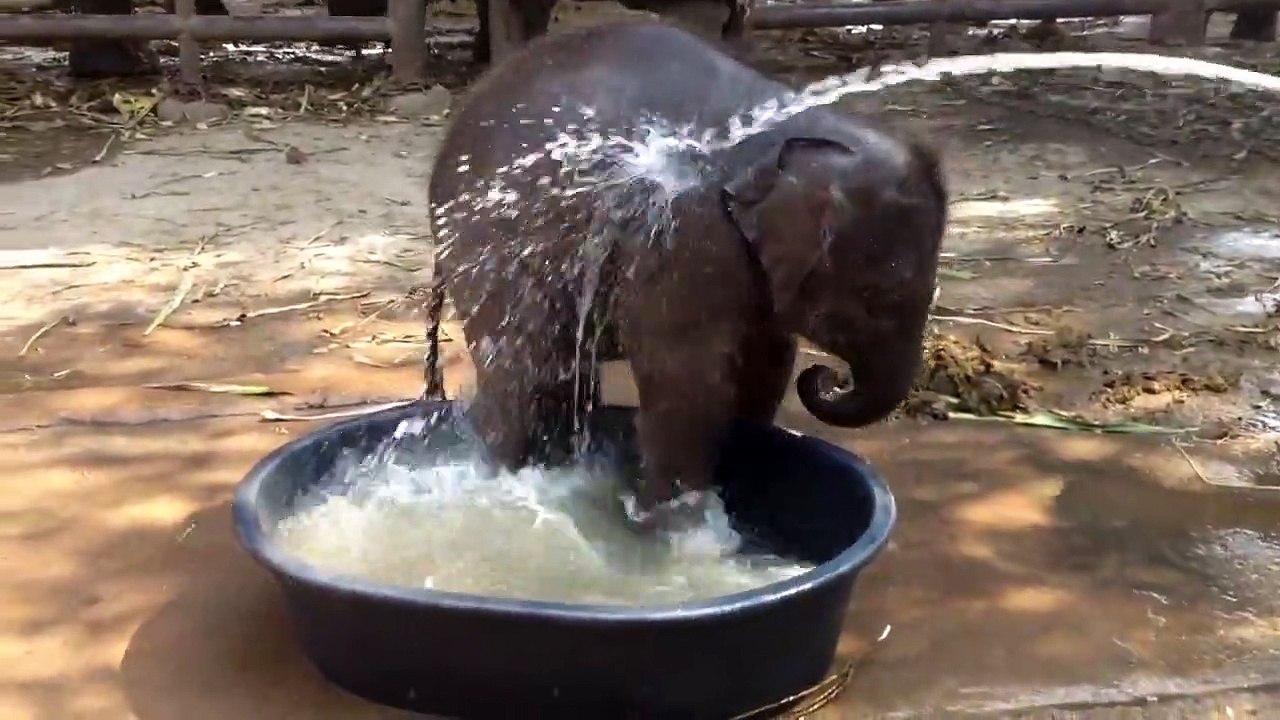 Baby_elephant_having_a_playful_bath