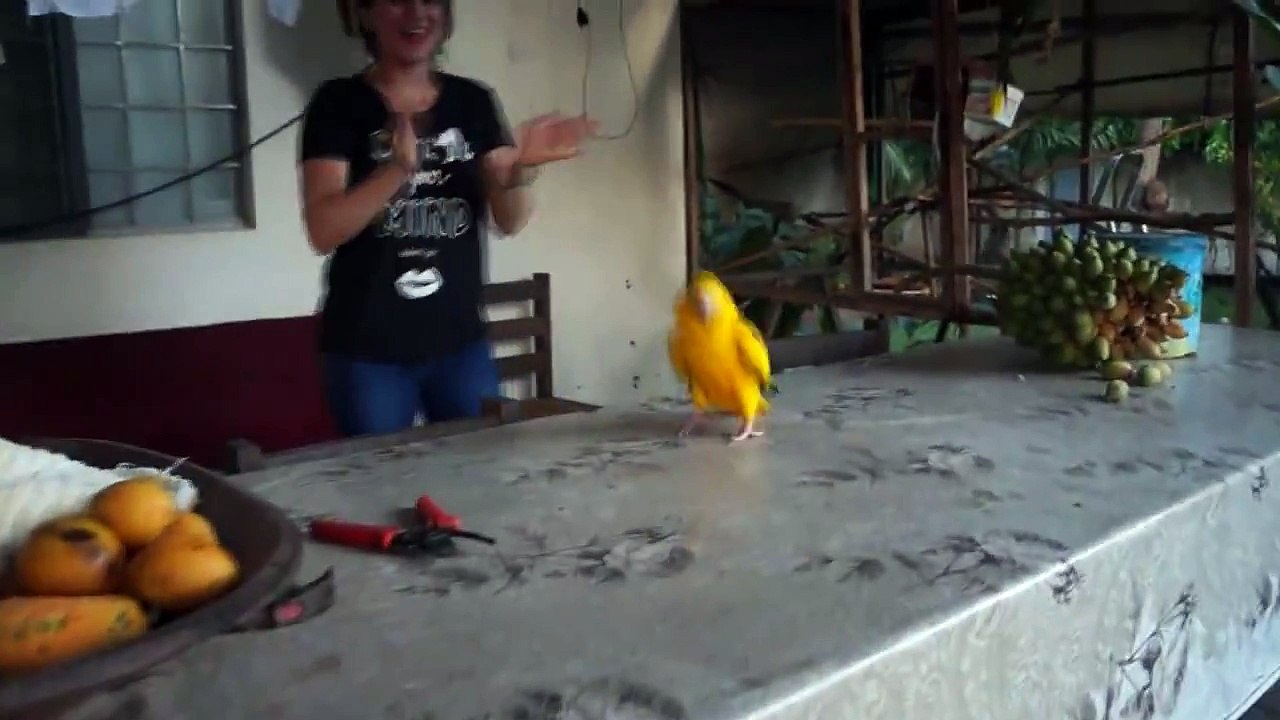 DANCING_AND_SINGING_BIRD