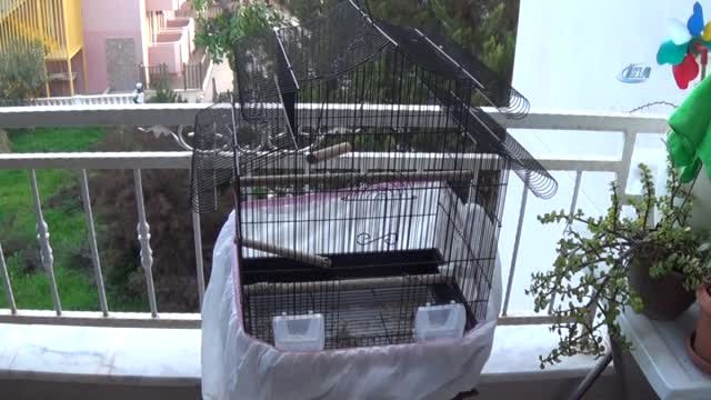 Sokak Sokak Dolaşıp Kaybolan Papağanını Arıyor