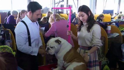 Flynn the Bichon Frise Wins 2018 Best in Show at Westminster