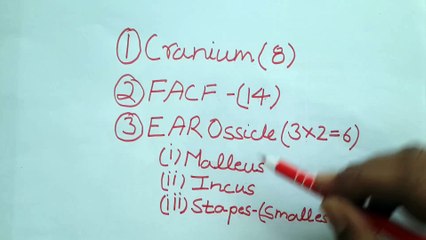 HUMAN SKULL AND ANATOMY