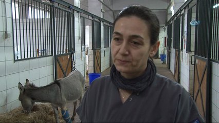 Dünyada ilk defa bir eşek kendi kanı ile tedavi edildi