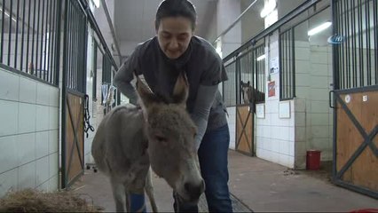 Dünyada İlk Defa Bir Eşek Kendi Kanı ile Tedavi Edildi