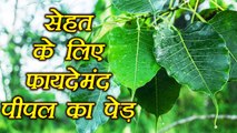 Peepal: पीपल के पेड़ और पत्तियों से बीमारियाँ होंगी दूर | Health Benefits Peepal | Boldsky