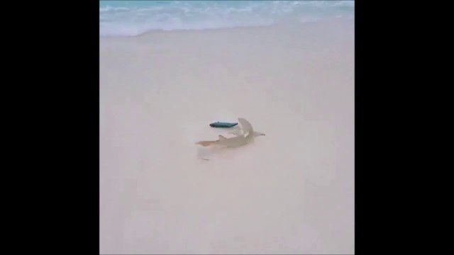 Ce bébé requin sort de l'eau pour attraper sa proie... Petit tour sur la plage