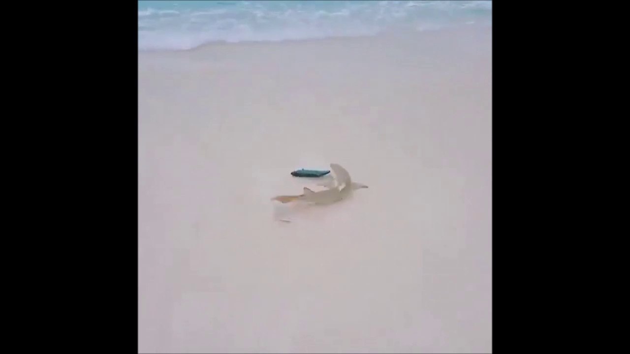 Ce bébé requin sort de l'eau pour attraper sa proie... Petit tour sur la plage
