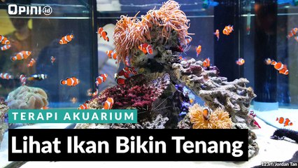 #1MENIT | Lihat Ikan Bikin Tenang