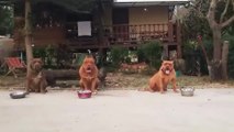 Des pitbulls attendent le GO pour manger