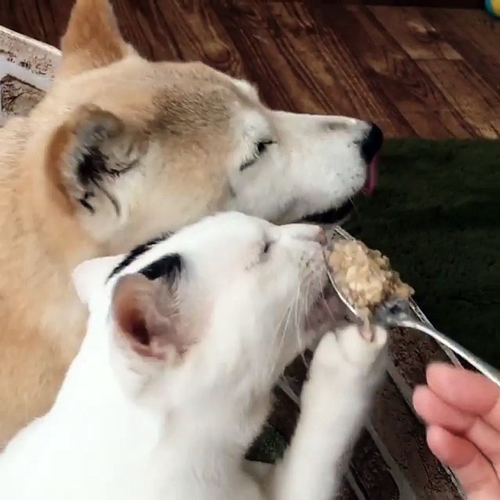 Cat and Dog Funny  video