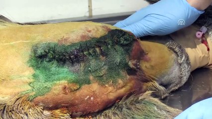 Doktorların müdahalesi ile hayata tutunan karaca üç ayakla yaşam mücadelesi veriyor - RİZE