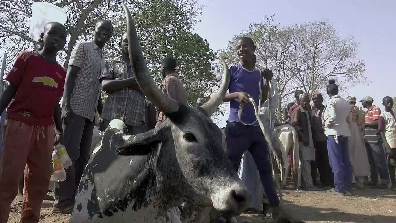 Le conflit agriculteurs/éleveurs s’intensifie au Nigeria