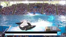 Etats-Unis : SeaWorld met à terme à l'élevage d'orques en captivité