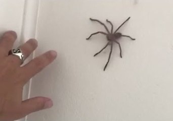 Huge Spider Defeats Scared Man in Game of 'Chicken'