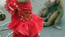 Monkey Dance India