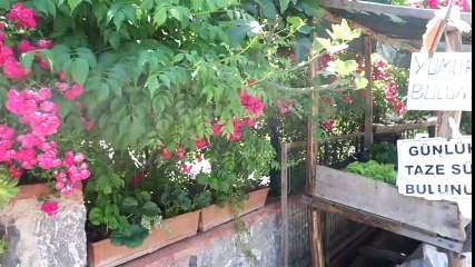 Ailem, Doğada Kahvaltı Önerisi, Altın Pankek Tarifim, Kedilerim