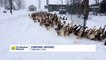 Manger !! Ces centaines de canards courent dans la neige pour leur dej !!
