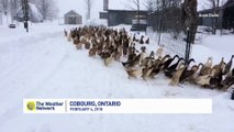 Manger !! Ces centaines de canards courent dans la neige pour leur dej !!