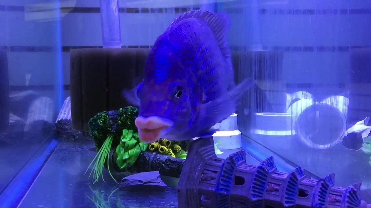 Ce poisson a une bouche à vous rouler des pelles !!