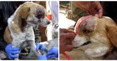 Cette chienne est presque devenue aveugle à cause d’une énorme tumeur, regardez ce qu’elle est devenue