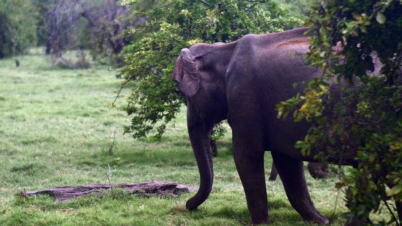 170209C_033_Elephant_1080p