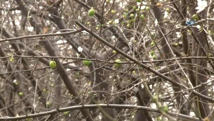 Antalyalı Çiftçiden Afrin'deki Askerlerin Hamile Eşlerine Anlamlı Hediye