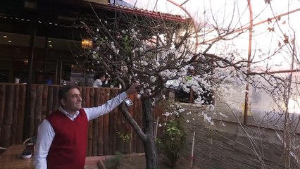 Erik ağacı çiçek açtı - ERZİNCAN