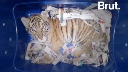 Mexique : un bébé tigre expédié comme une marchandise...