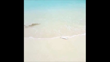 Ce bébé requin sort de l'eau pour attraper sa proie