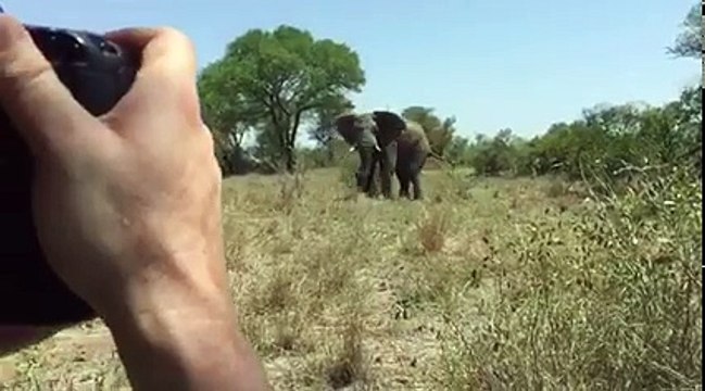 Elephant Attack safari truck, terrify tourists in Serengeti National Park