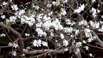 Erzincan'da 14 Şubat'ta Ağaçlar Çiçek Açtı