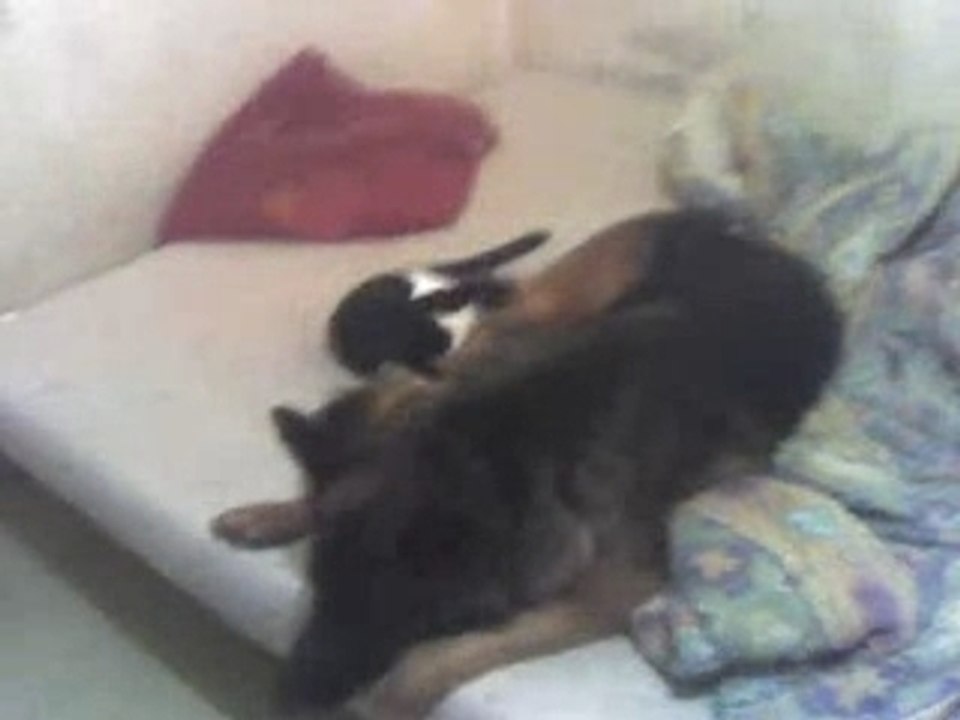 Comme chién et chat