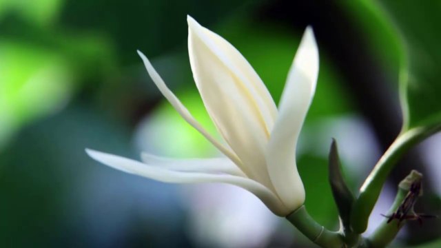 Loài chim xinh đẹp quý hiếm này trên thế giới chỉ còn lại khoảng 100 con