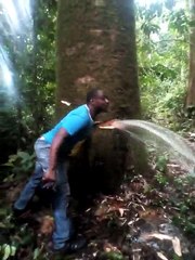 Buéa : La puissance des ancêtres  l'eau Potable sort d'un arbre en pleine forêt