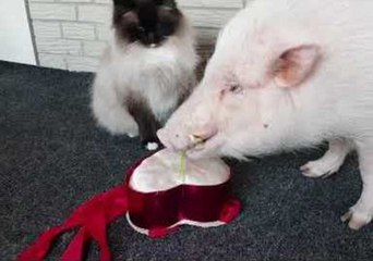 Pig Makes Smooth Move to Capture Valentine's Heart